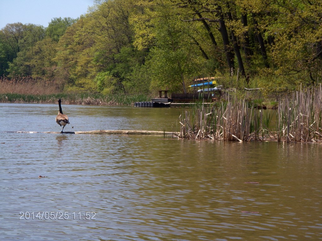 Christopher Greaves Rouge River_HPIM7322.JPG